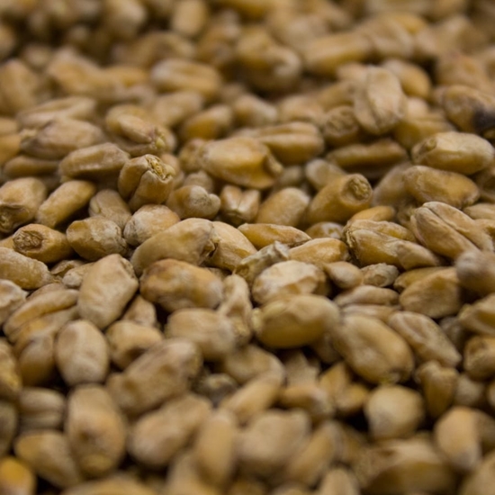 Picture of Crisp Organic Wheat Malt