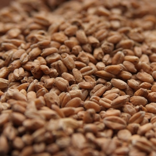 Picture of Rahr Red Wheat