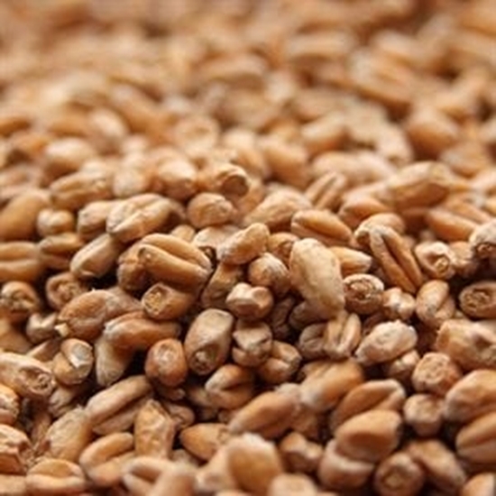 Picture of Weyermann® BIOLAND Pale Wheat Malt (Organic)