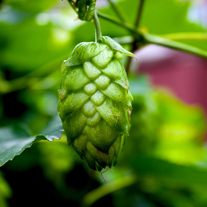 Picture of American Hops