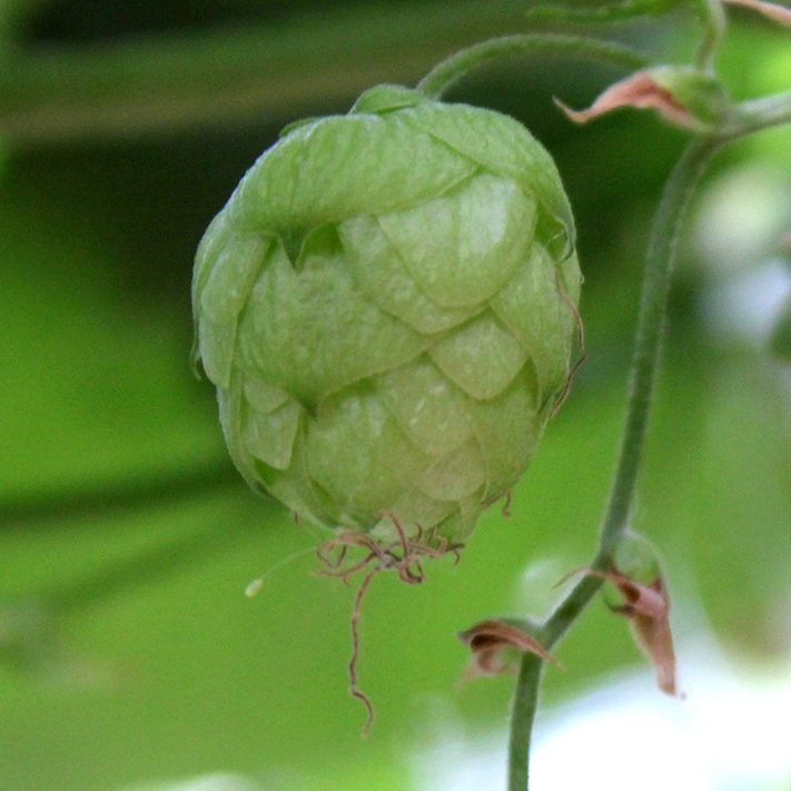 Picture of English Hops