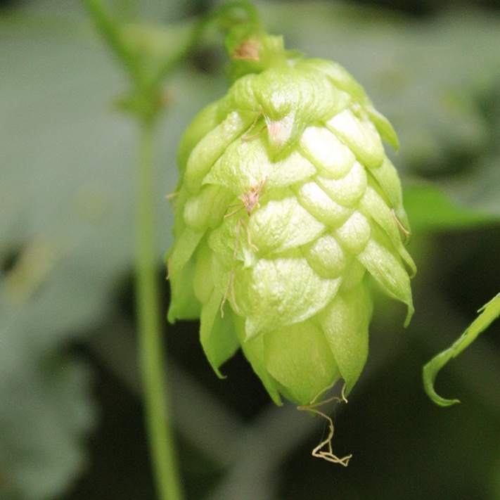 Picture of New Zealand Hops