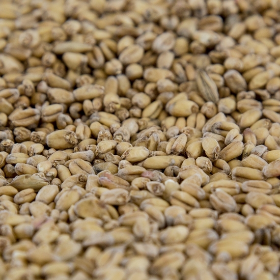 gambrinus wheat malt
