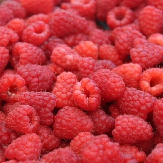 raspberry fruit powder  kg