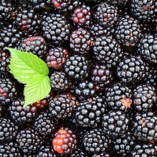 kerry natural blackberry flavoring  gal