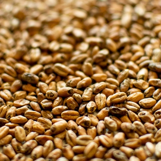 Picture of Dingemans Toasted Wheat Malt
