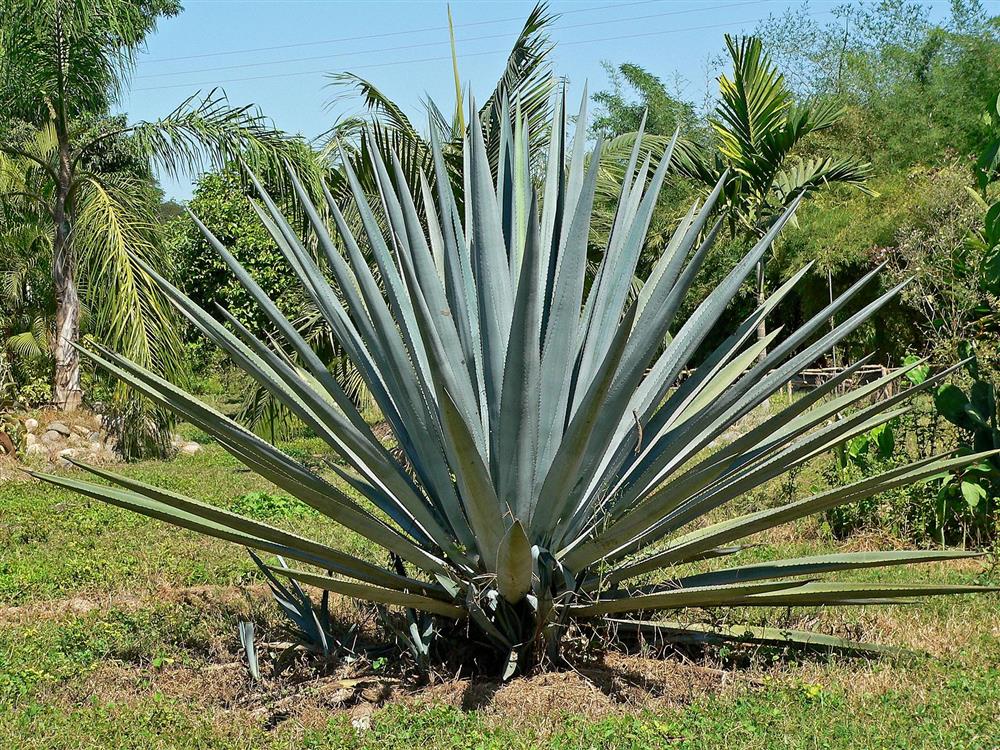 px Agave tequilana