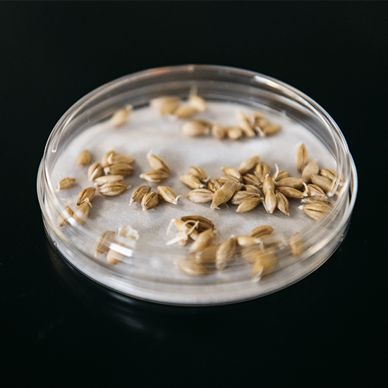 Picture of Germination Characteristics Analysis